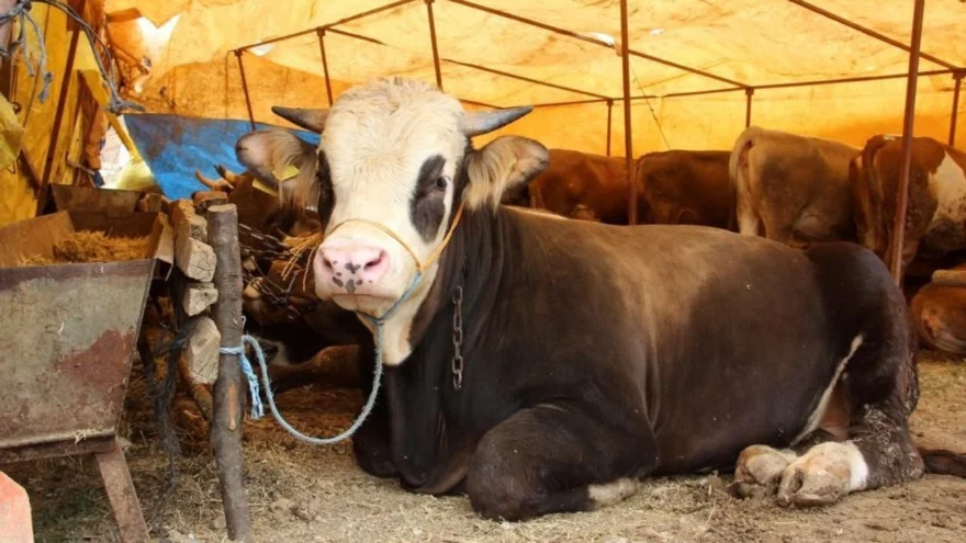 Kurban kesim ücretine vatandaşlardan tepki geliyor
