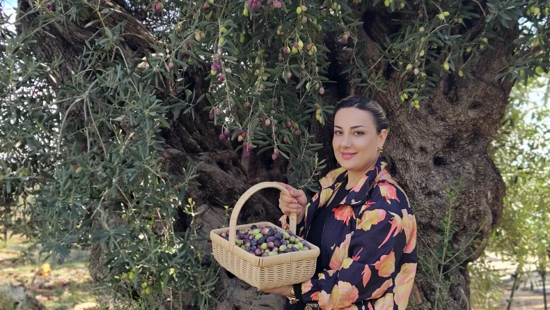 1200 yıllık ağacın tek bir zeytinini bile istiyorlar