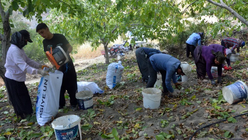 AB tescilli Çağlayancerit cevizinde hasat başladı
