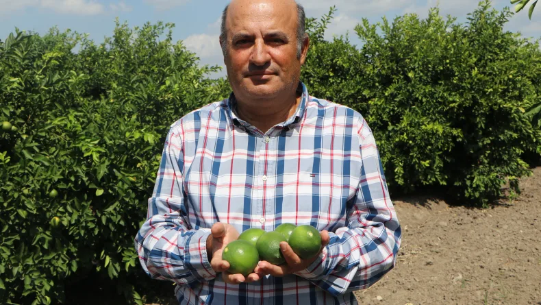 Adana'da yeni sezon limona 'yatak limon' engeli