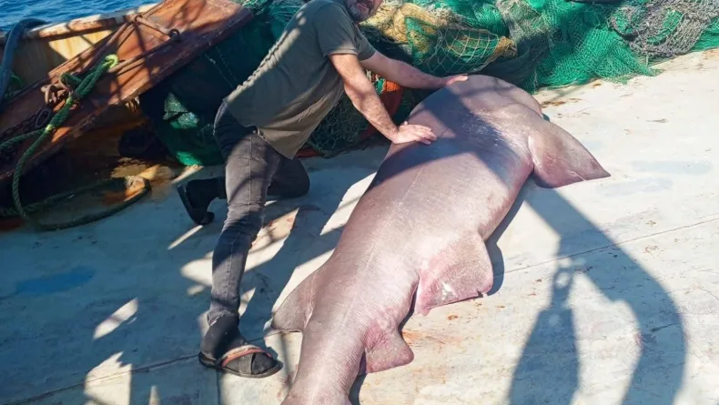 Ağına 350 kiloluk ‘boz camgöz’ türü köpek balığı takıldı