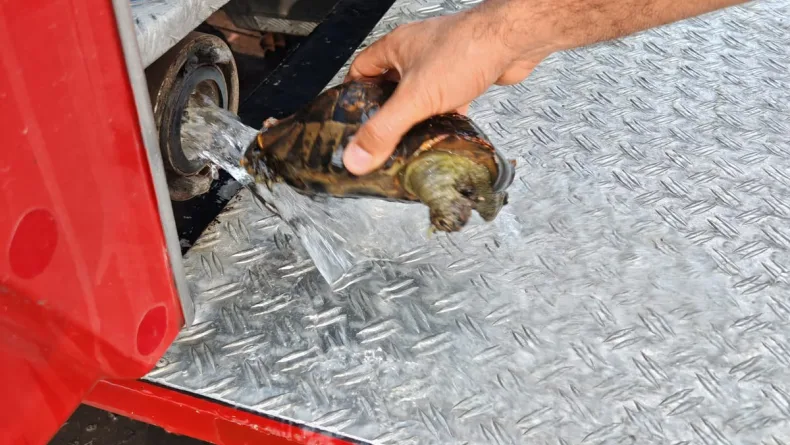 Alevlerin arasında kalan 11 kaplumbağa, itfaiye ekiplerince kurtarıldı