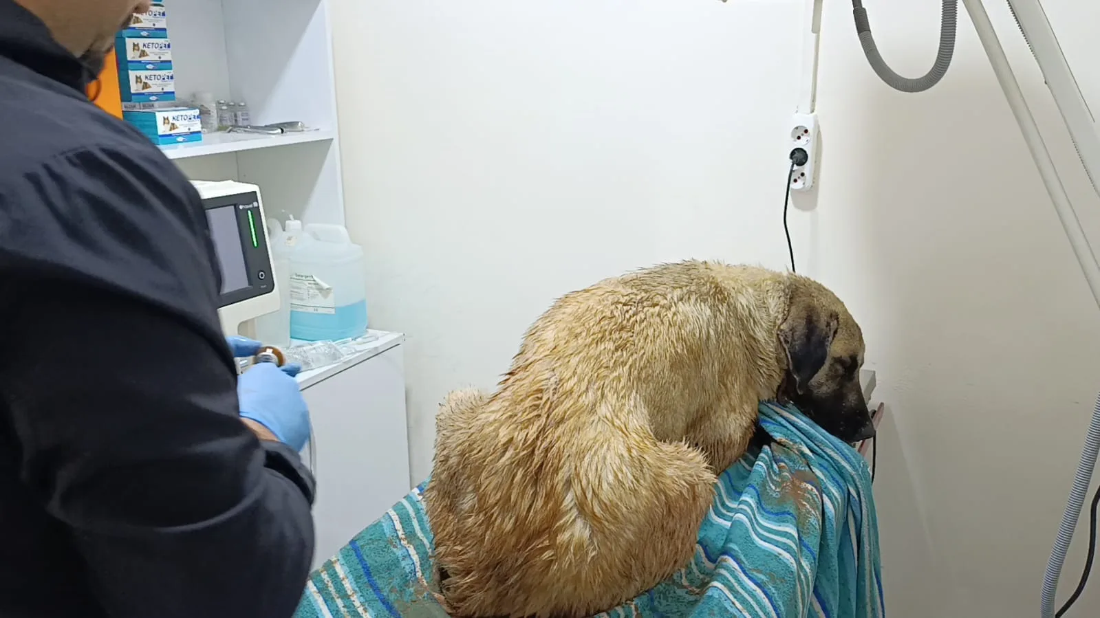 Arka bacakları kırık köpek tedaviye alındı