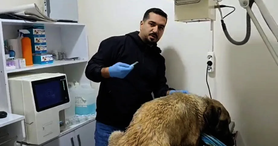 Arka bacakları kırık köpek tedaviye alındı