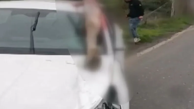Arnavutköy’de otomobilin çarptığı at öldü: 3 kişi yaralandı
