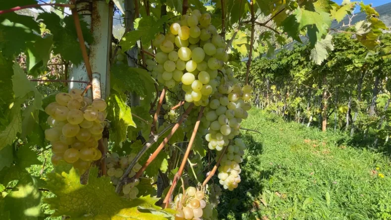 Aromasıyla meşhur 'Peterek' üzümünde hasat zamanı
