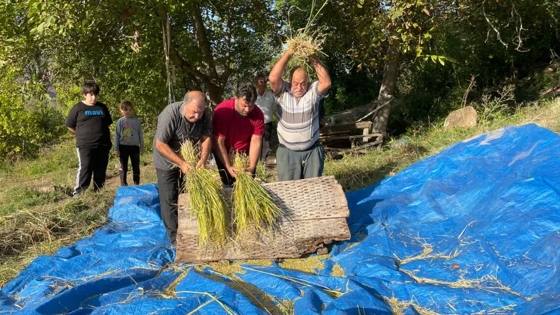 Artvin'de geleneksel yöntemlerle çeltik hasadı
