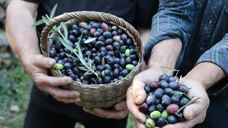 Artvin’in ödüllü ‘Butko’ zeytininde hasat başladı
