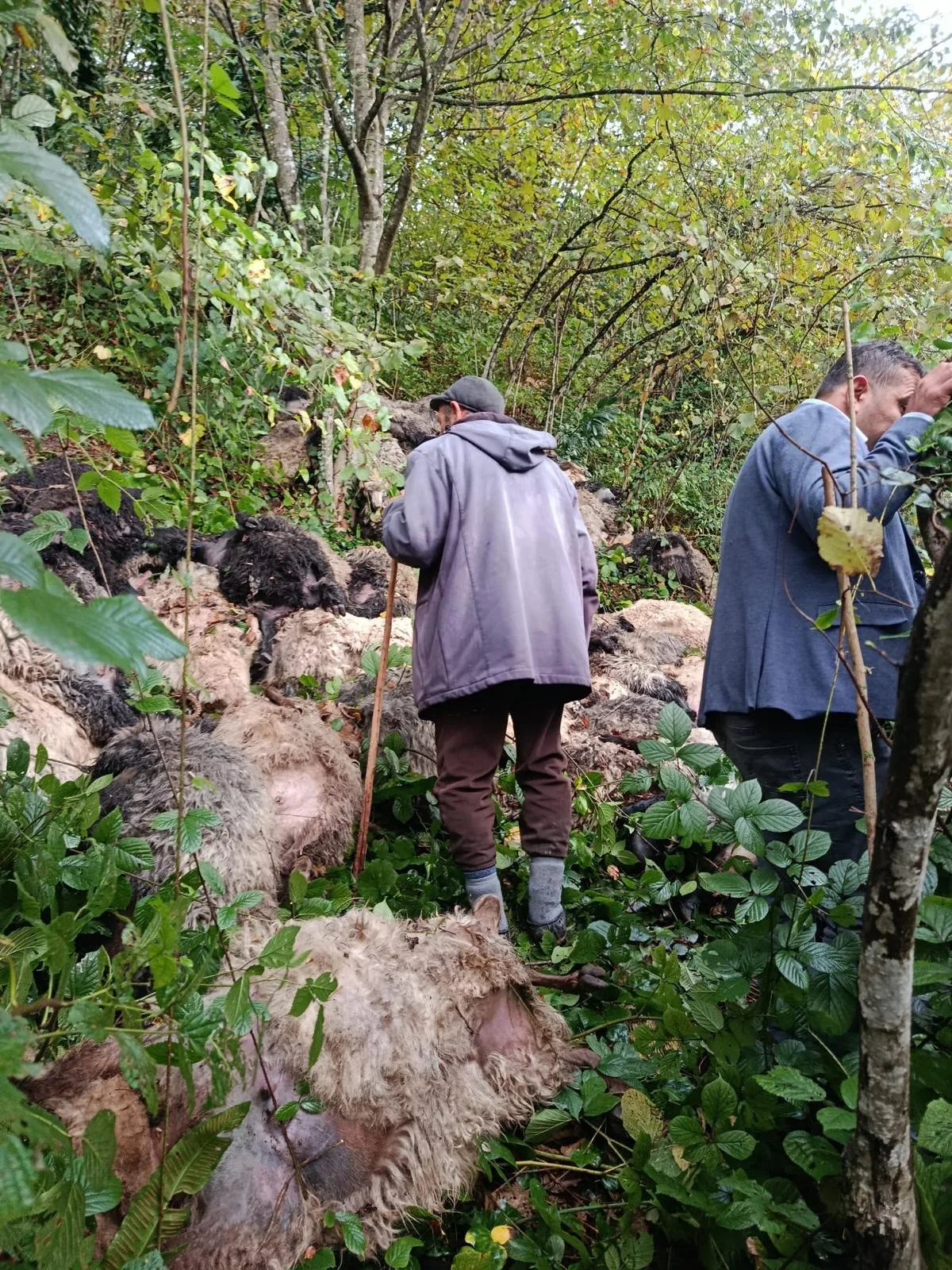 Ayı saldırısından kaçan 184 koyun uçurumdan düşerek telef oldu