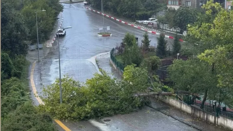 Bartın'da kuvvetli rüzgar; ağaçlar devrildi