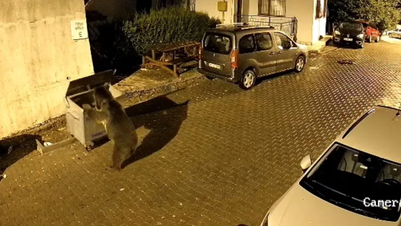 bbbbbbaaaalAyının çöp konteyneri ile oyunu kamerad