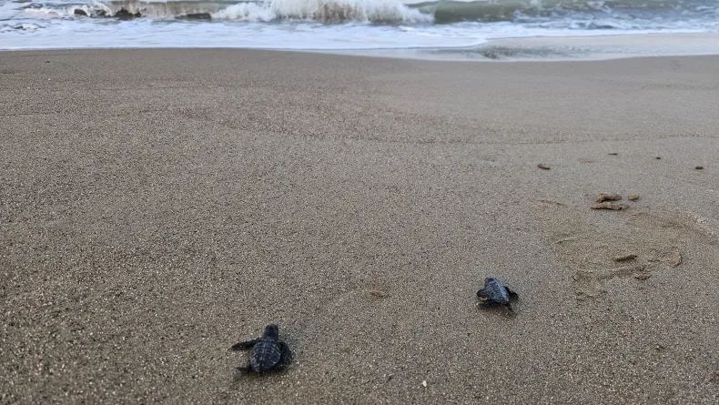 Belek'te 100 bin caretta yavrusu denize ulaştı