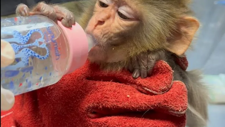 Belgesi bulunmayan makak maymunu koruma altına alındı