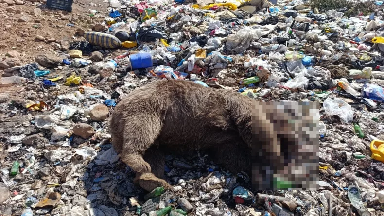 Bingöl’de 3 bozayı ölü bulundu