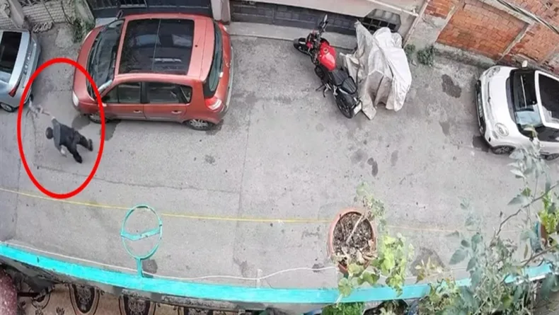 Bursa'da kucağındaki kediye şiddet uygulayan şüpheli yakalandı