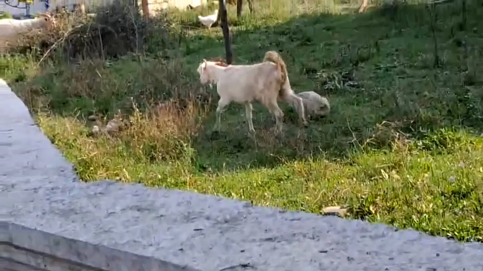 Çatıya çıkan keçiyi itfaiye kurtardı