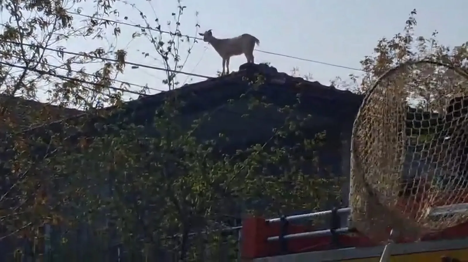 Çatıya çıkan keçiyi itfaiye kurtardı