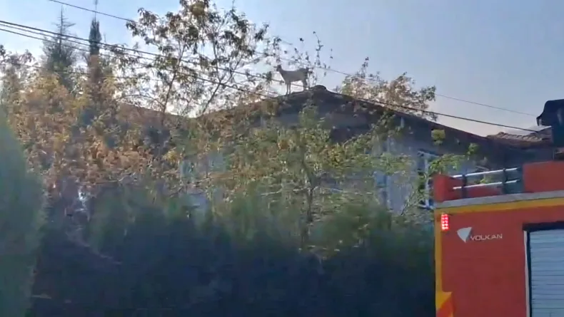 Çatıya çıkan keçiyi itfaiye kurtardı
