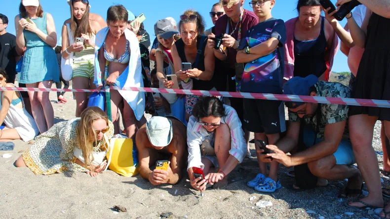 Çıralı'da son yuva açıldı; bu yıl 3 bin 458 yavru caretta caretta denizle buluştu