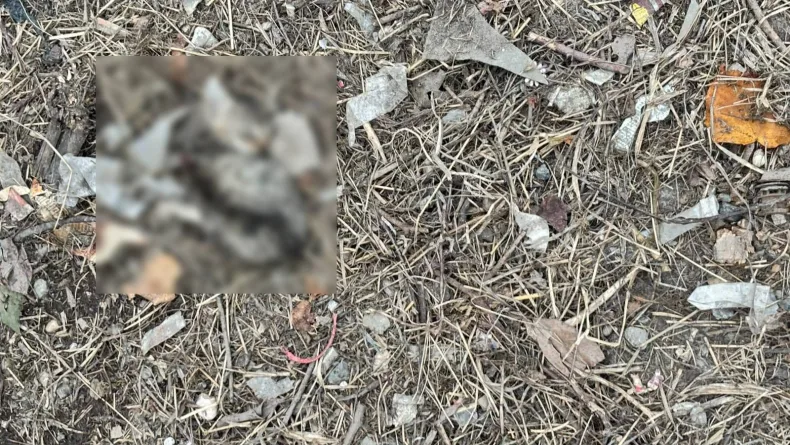 Çöp konteynerinin yanında vücutlarında kesikler olan 2 yavru kedi ölü bulundu