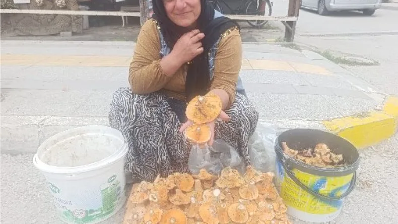 Dağlardan saatlerce yürüyerek toplanan mantarlar, pazarda kilosu 250 TL’ye satılıyor
