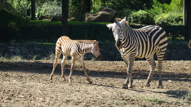 Doğduğu tesadüfen öğrenilen zebra yavrusu 'Jason', ilgi odağı oldu
