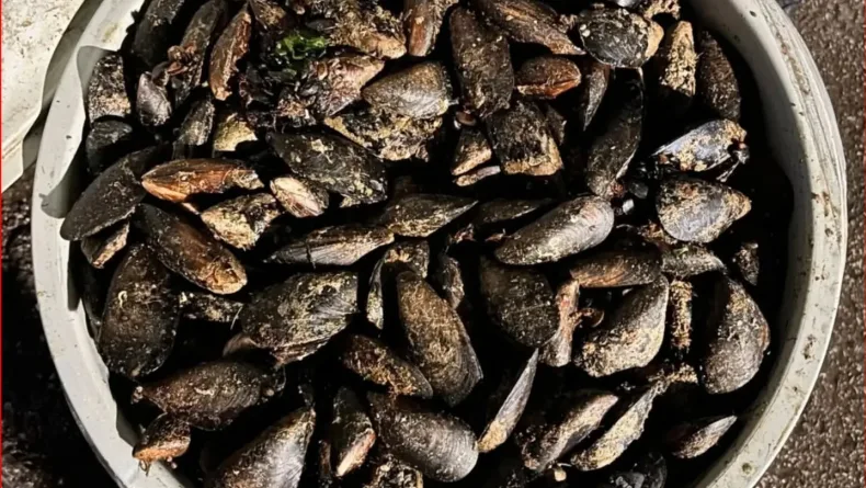 Durdurulan araçta 650 kilo bozuk midye ele geçirildi