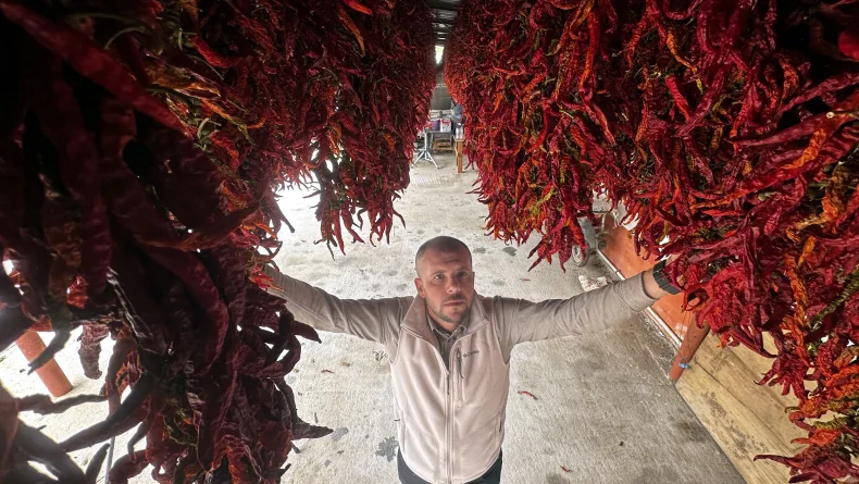 Edirne tava ciğerinin vazgeçilmezi Karaağaç biberinde kurutma dönemi