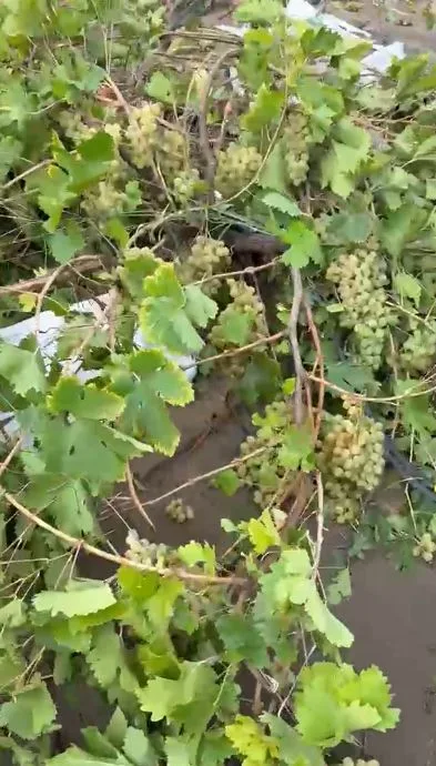 Elazığ’da sağanak sele neden oldu, üzüm bağları su altında kaldı / Ek fotoğraf