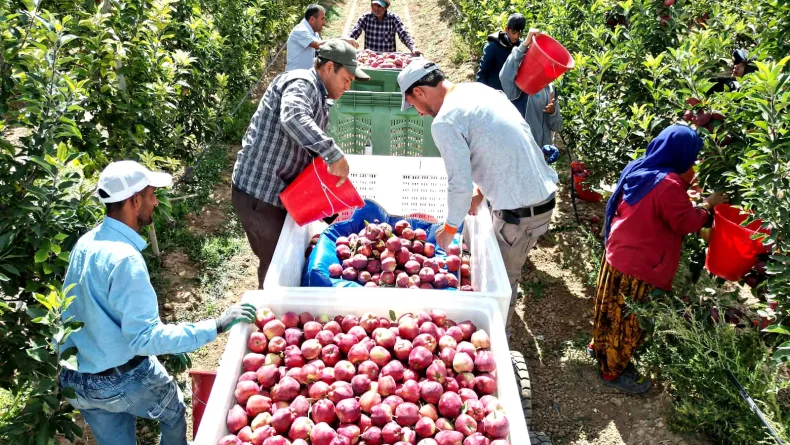 Geçen yıl don vuran Yeşilhisar elması, bu yıl üreticinin yüzünü güldürdü