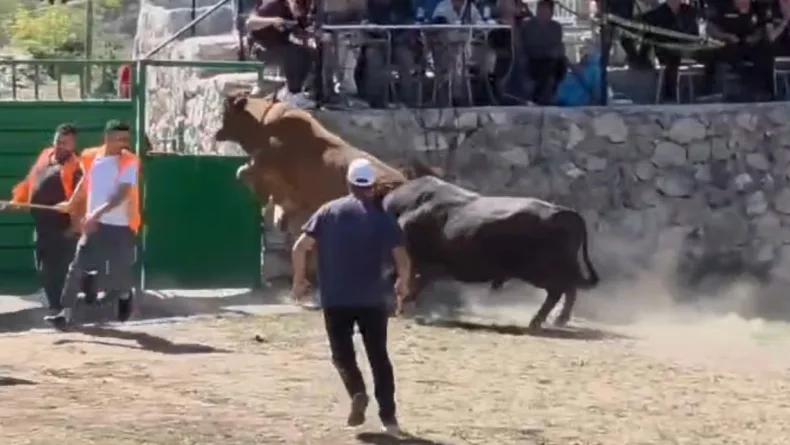 Güreşten kaçan boğa, demir kapıdaki boşluktan arenanın dışına atladı