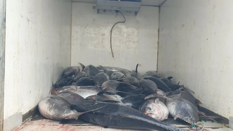 Güzelbahçe'de 3 ton mavi yüzgeçli orkinos ele geçirildi