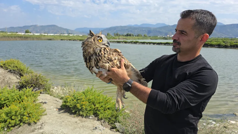 Hatay'da vurulan puhu cinsi baykuş, tedaviye alındı