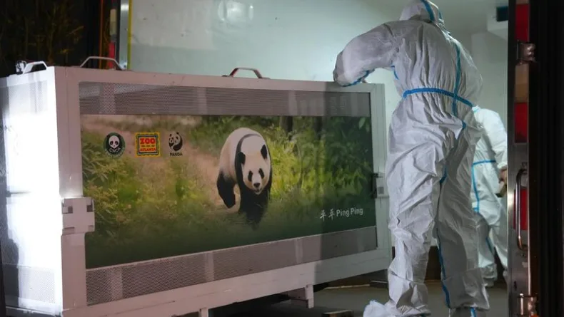 İki dev panda Çin’den ABD’ye yola çıktı