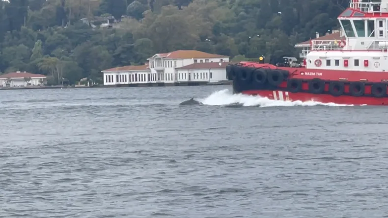 İstanbul Boğazı'nda yunus sürprizi
