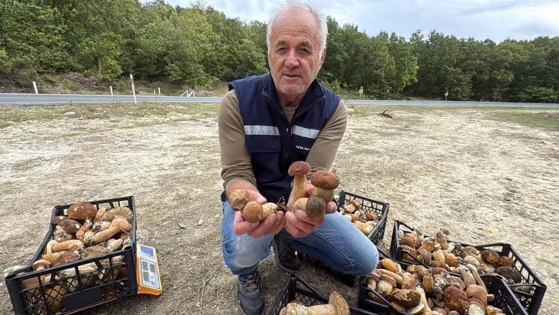 Istranca Ormanları'nda mantar bereketi