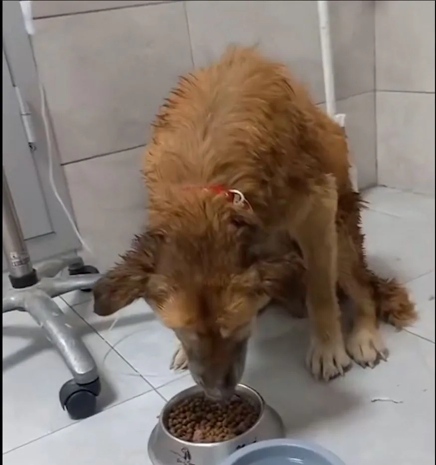 İzmir’de çamur depolama alanından kurtarılan köpeğe Şanslı adı verildi