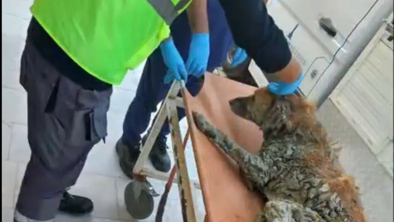 İzmir’de çamur depolama alanından kurtarılan köpeğe Şanslı adı verildi