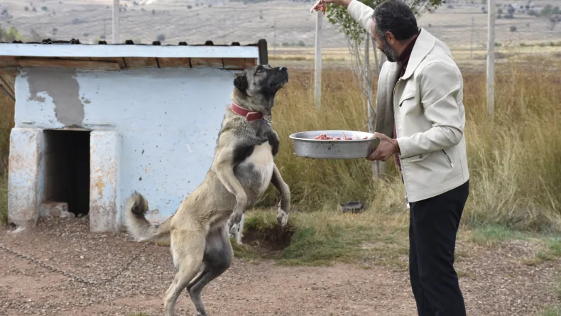 Kangal köpeklerini kışa ‘yüksek protein’ ile hazırlıyorlar