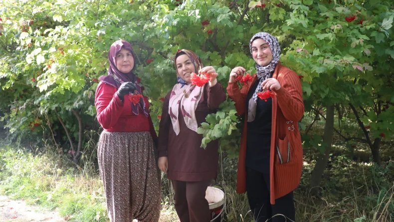 Kayseri'de 'kırmızı altın' gilaburunun hasadı başladı