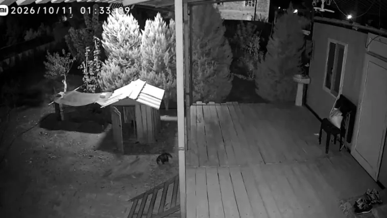 Kümese giren tilki, horozu yakalayıp götürdü
