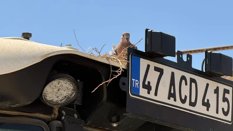 Kumru traktörüne yuva yapınca tarla işlerini erteledi