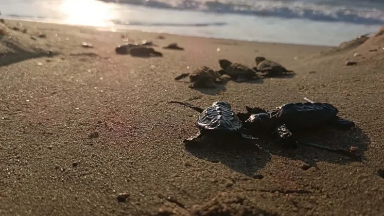 Kuşadası’nda yuvada sıkışan 22 caretta caretta yavrusu denizle buluşturuldu
