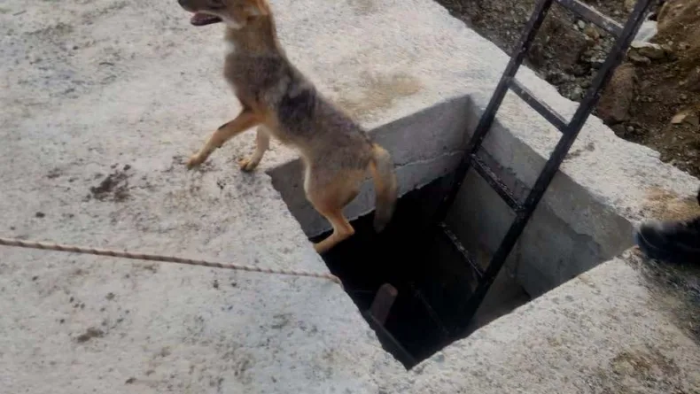Kuyuya düşen yavru tilki kurtarıldı