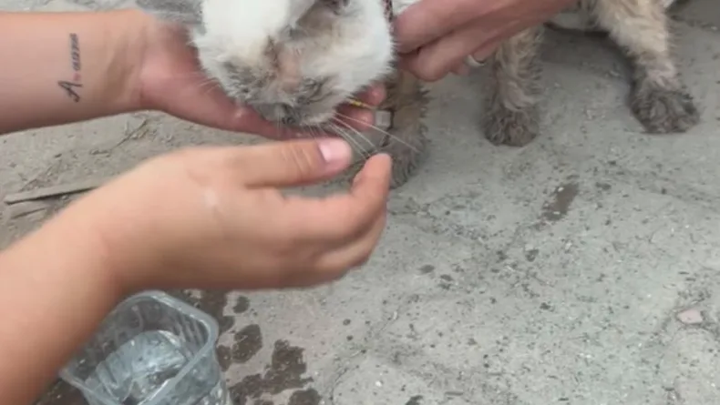 Maltepe’de enkaz altında kalan kedi saatler sonra canlı çıkarıldı