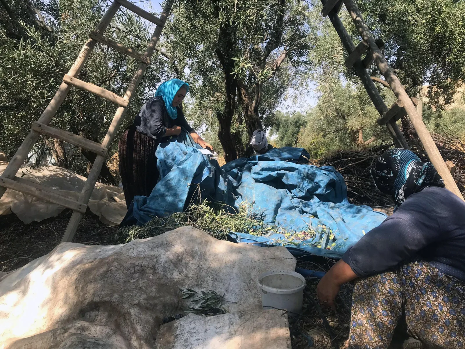 Mardin’in tescilli Derik zeytininde hasat başladı