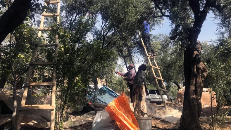 Mardin’in tescilli Derik zeytininde hasat başladı