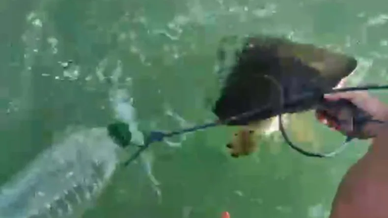 Milas'ta pet şişe bağlanmış caretta carettayı denize açılıp kurtardılar