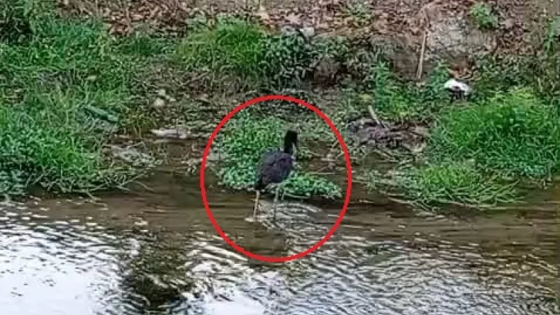 Nadir görülen karaleylek, dere kenarında görüntülendi