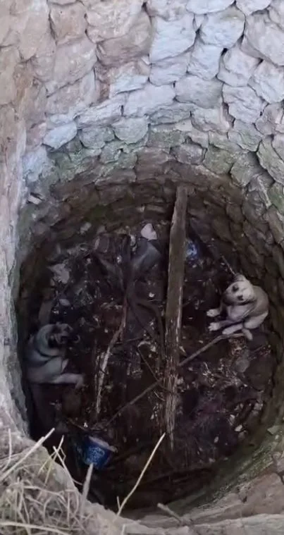 Nevşehir’de kuyuya düşen 2 köpek kurtarıldı